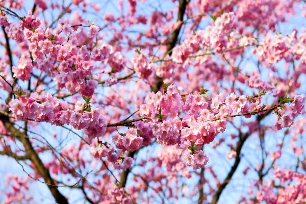 日本自由行：一场深度探索之旅